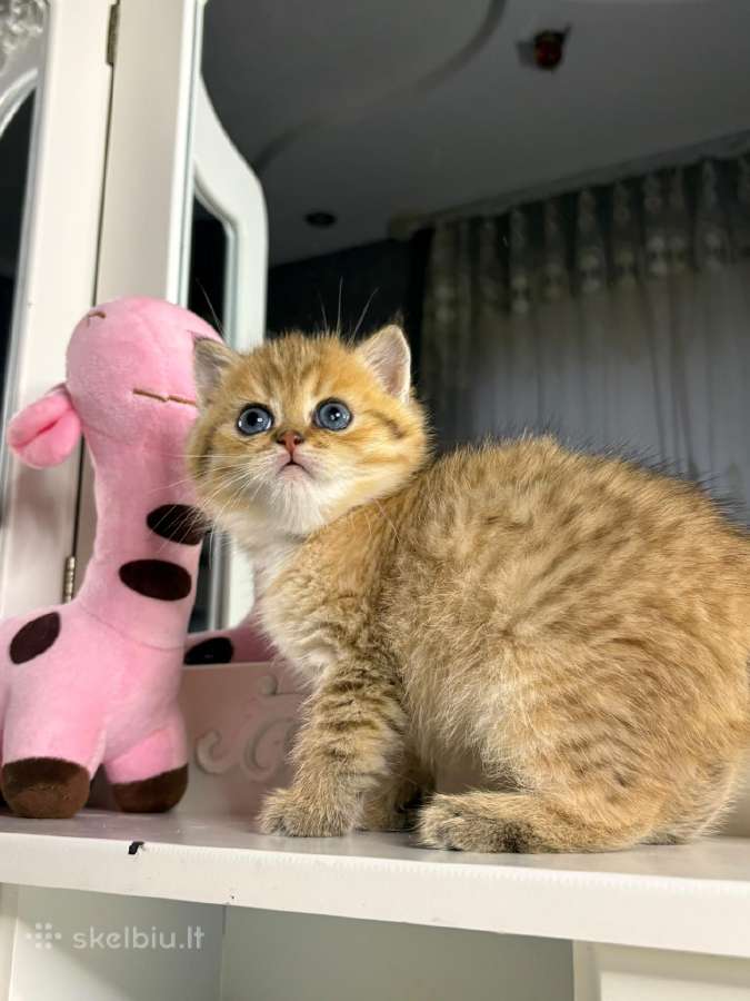 British shorthair - nuotraukos Nr. 4