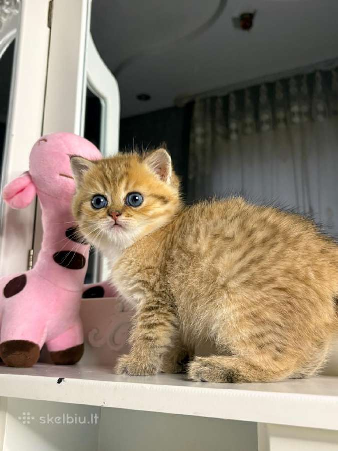British shorthair - nuotraukos Nr. 5