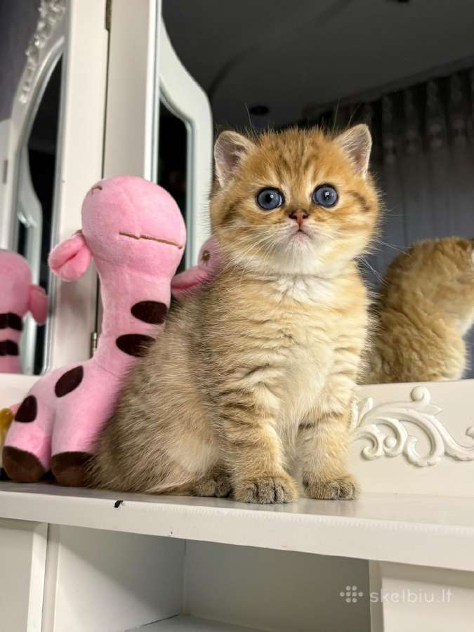 British shorthair - nuotraukos Nr. 6
