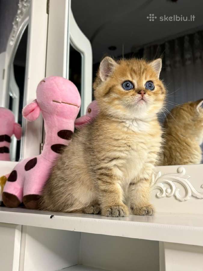 British shorthair - nuotraukos Nr. 7