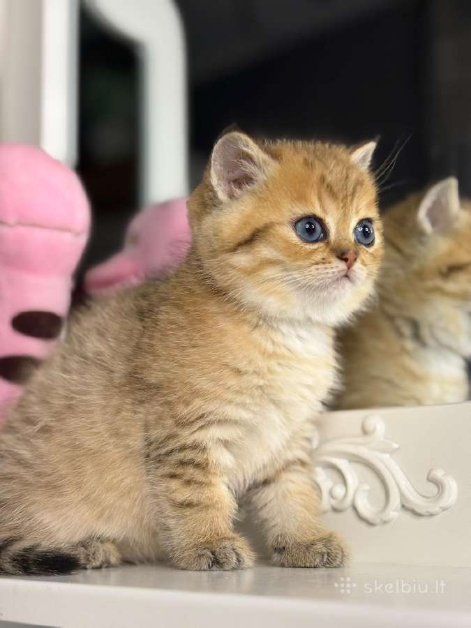 British shorthair - nuotraukos Nr. 8