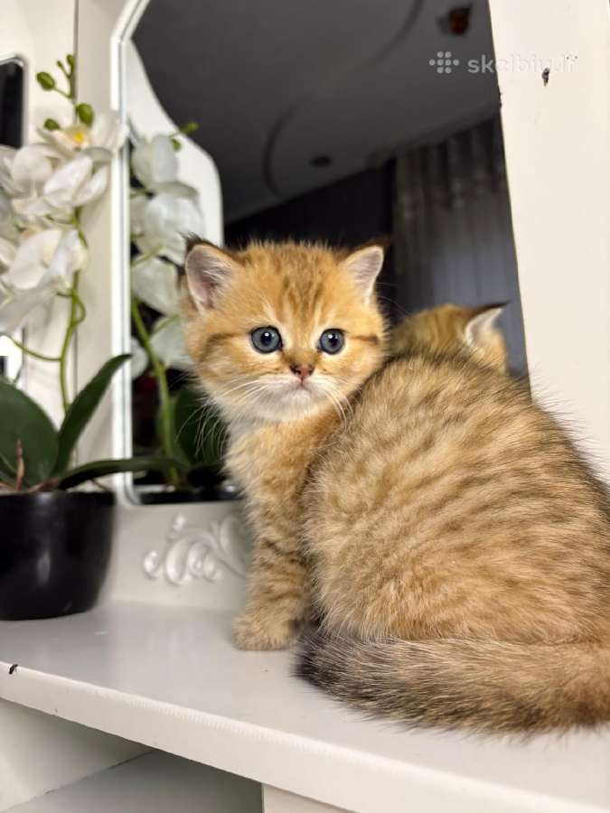 British shorthair - nuotraukos Nr. 9