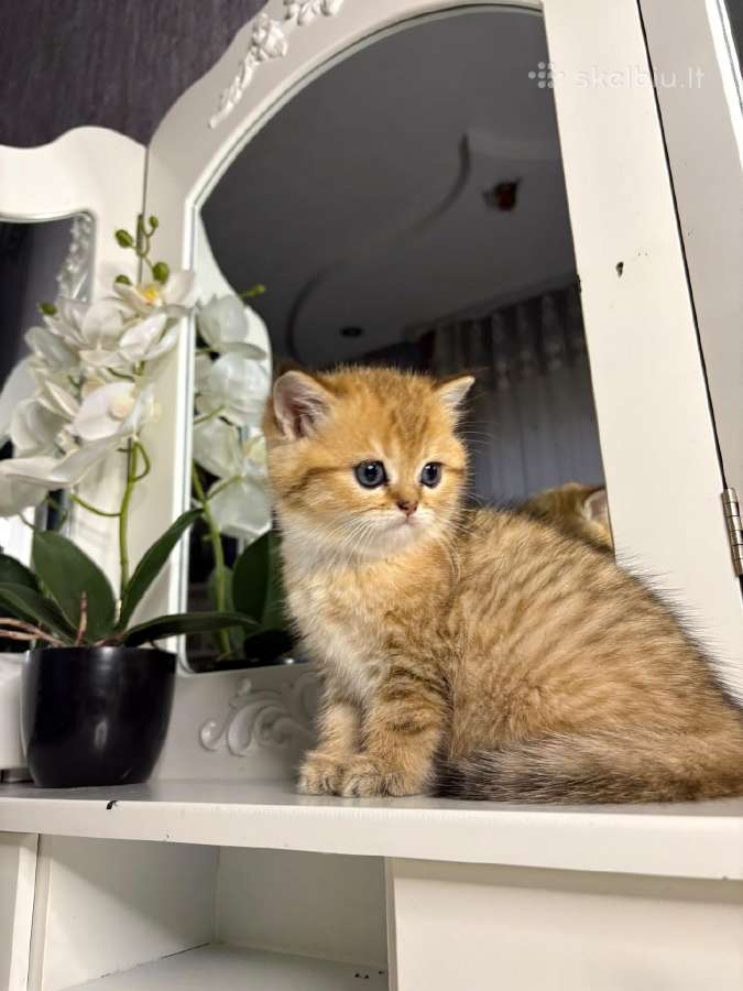 British shorthair - nuotraukos Nr. 10