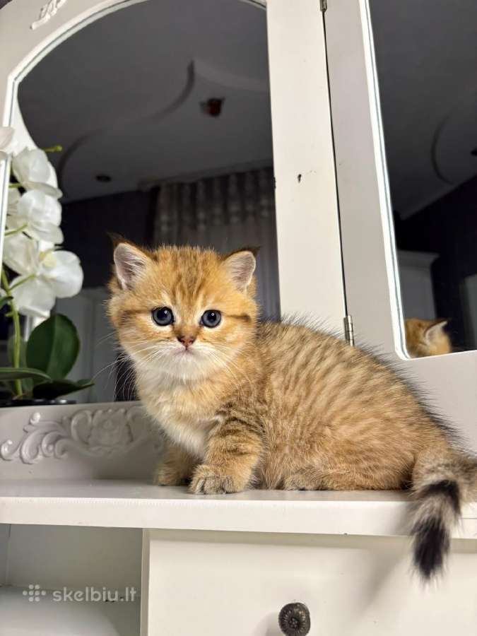 British shorthair - nuotraukos Nr. 11