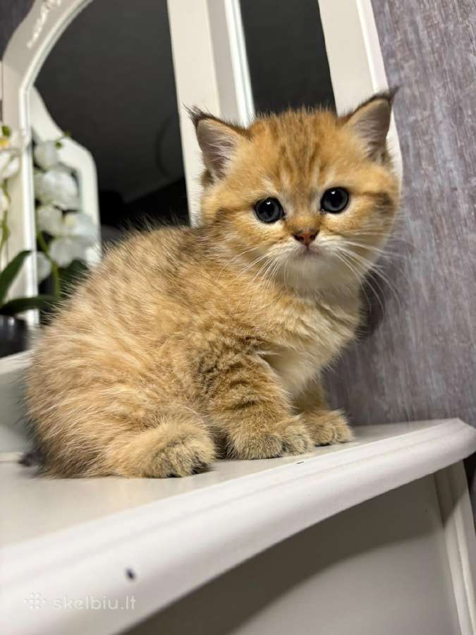British shorthair - nuotraukos Nr. 12