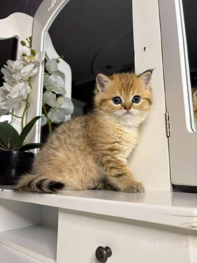 British shorthair - nuotraukos Nr. 13