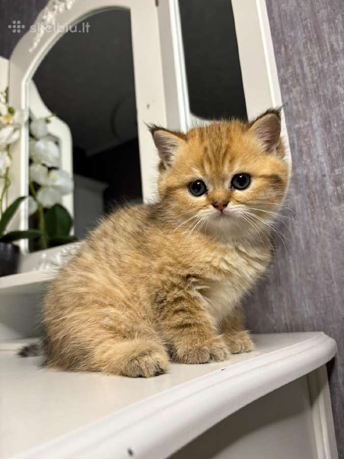 British shorthair - nuotraukos Nr. 14