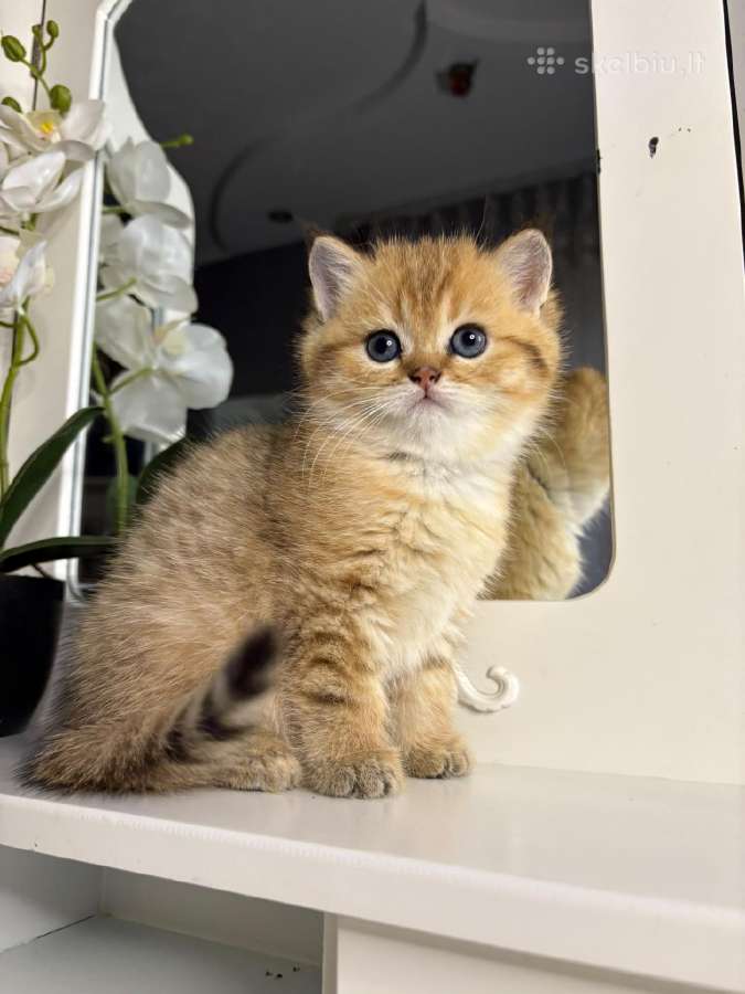 British shorthair - nuotraukos Nr. 15