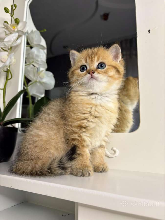 British shorthair - nuotraukos Nr. 16