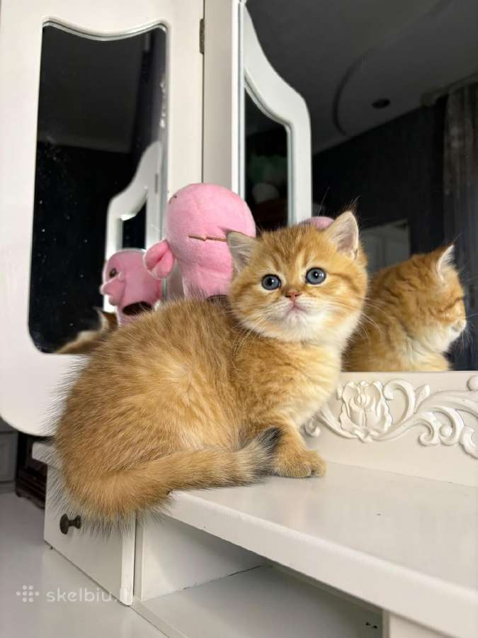 British shorthair - nuotraukos Nr. 2