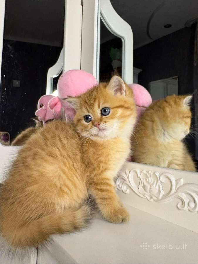 British shorthair - nuotraukos Nr. 3