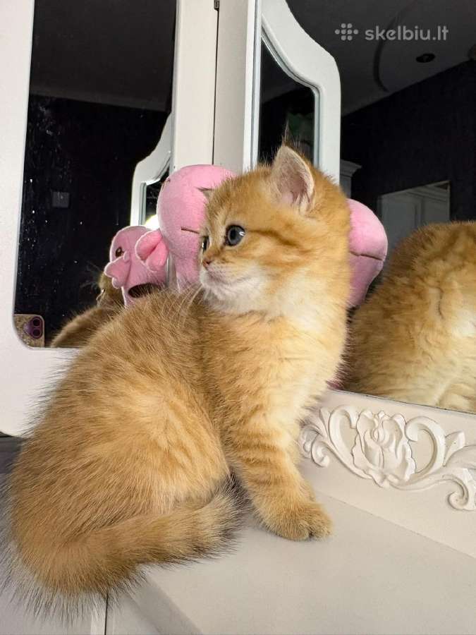 British shorthair - nuotraukos Nr. 4
