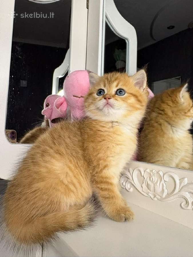 British shorthair - nuotraukos Nr. 5