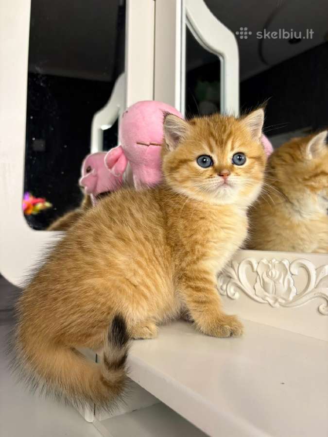 British shorthair - nuotraukos Nr. 6