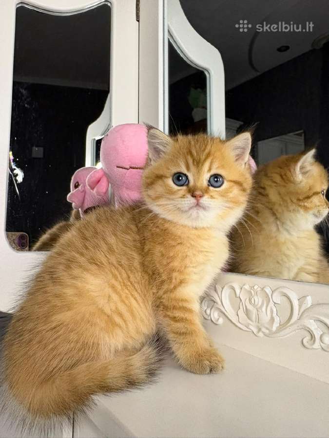 British shorthair - nuotraukos Nr. 7