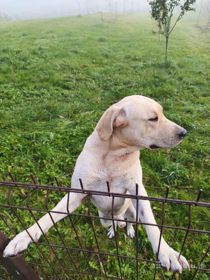 Dovanojame labradora - nuotraukos Nr. 2