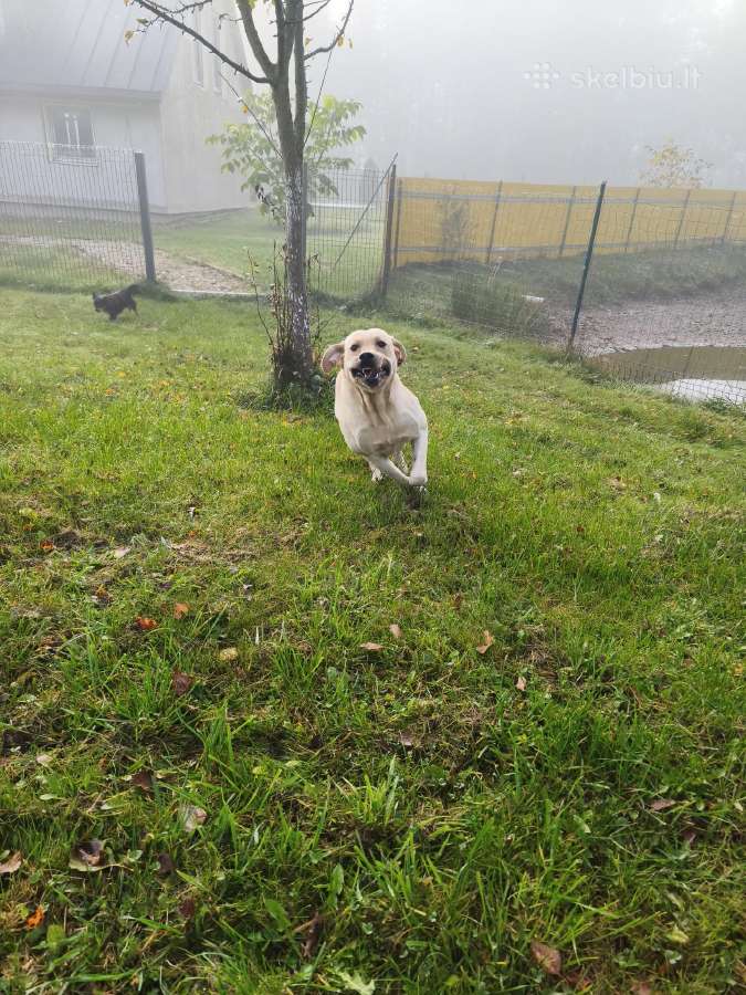 Dovanojame labradora - nuotraukos Nr. 4