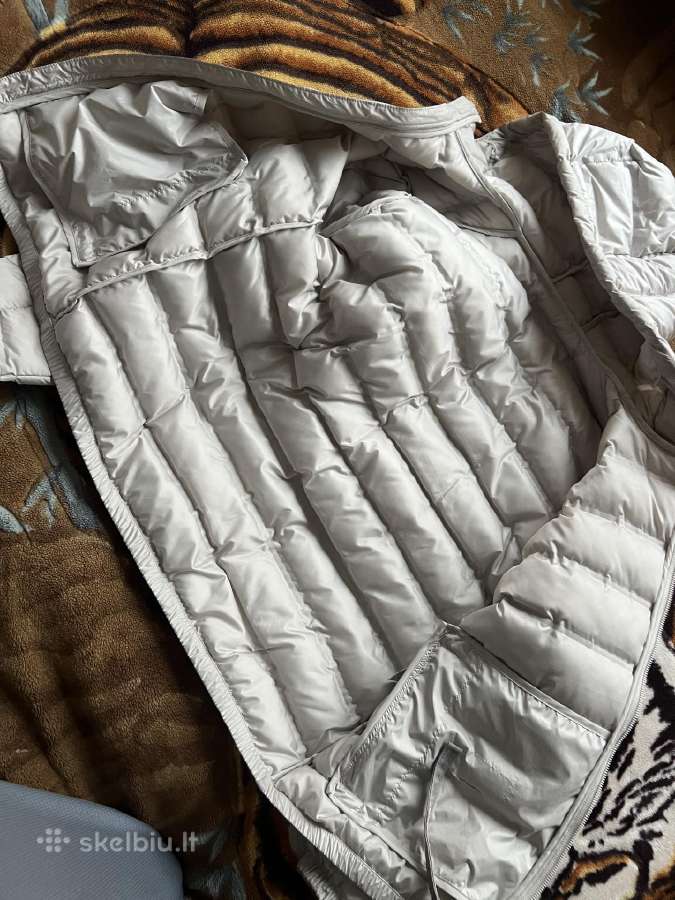 Canada goose - nuotraukos Nr. 6