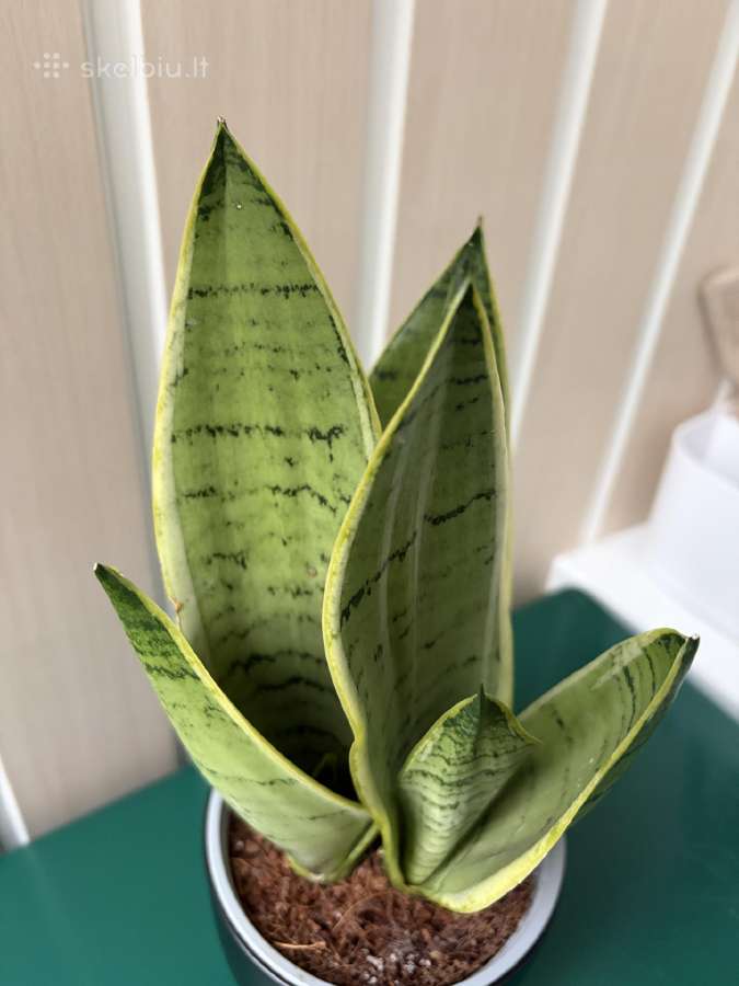 Sansevieria 'Pearl Young' - nuotraukos Nr. 2