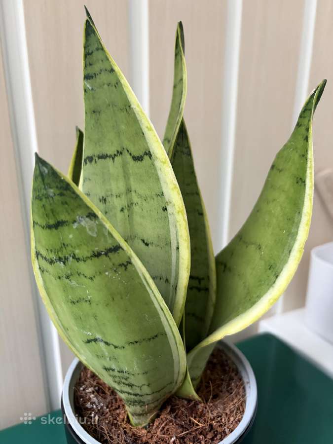 Sansevieria 'Pearl Young' - nuotraukos Nr. 3