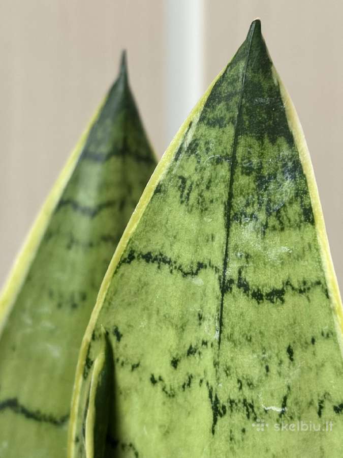 Sansevieria 'Pearl Young' - nuotraukos Nr. 4