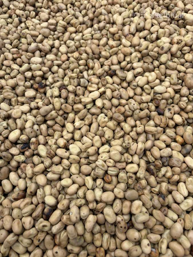 Pupos - nuotraukos Nr. 4