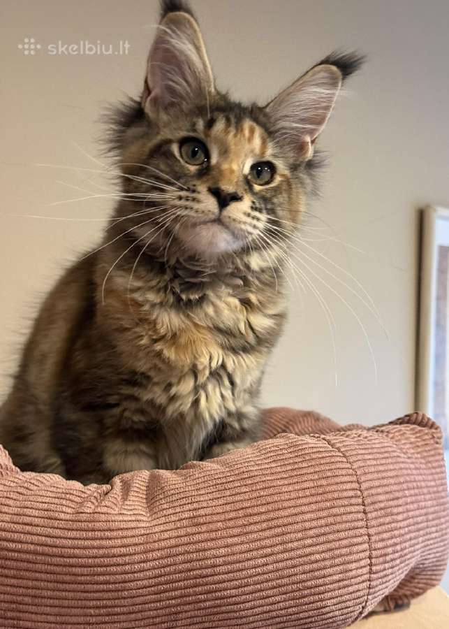 Mainecoon female f22 kačiukas parduodamas - nuotraukos Nr. 3