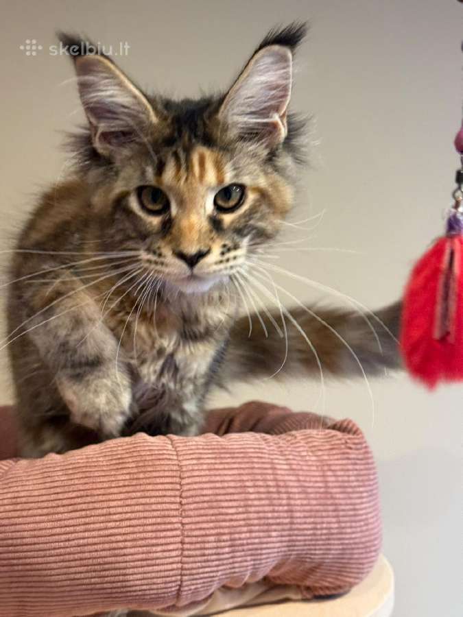 Mainecoon female f22 kačiukas parduodamas - nuotraukos Nr. 4