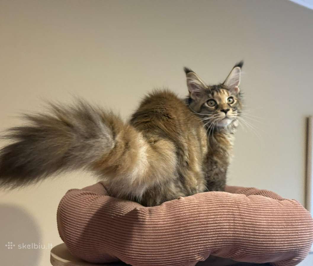 Mainecoon female f22 kačiukas parduodamas - nuotraukos Nr. 5