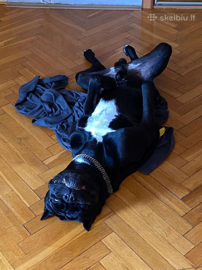 Cane-corso Fci - nuotraukos Nr. 3