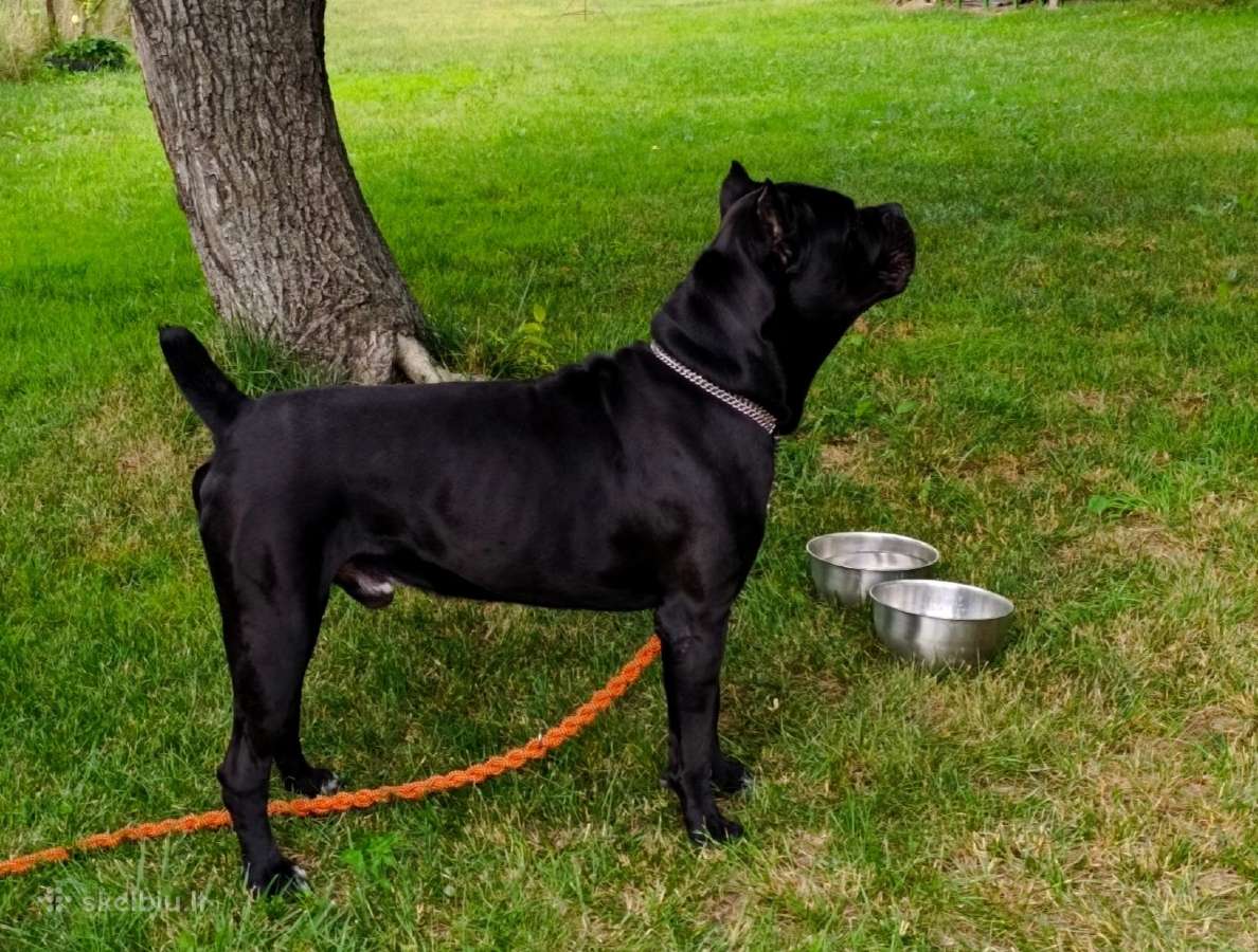 Cane-corso Fci - nuotraukos Nr. 4