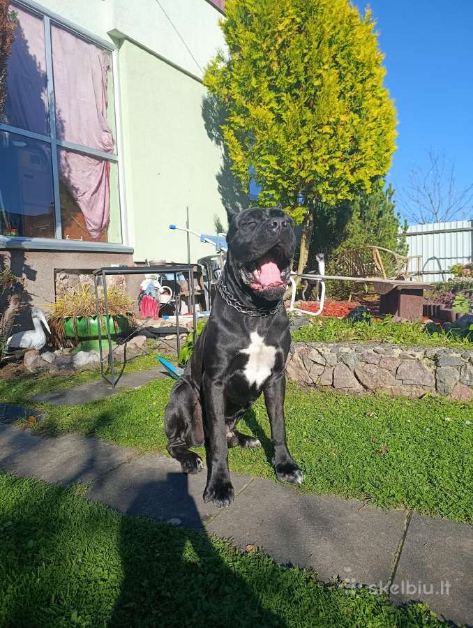 Cane-corso Fci - nuotraukos Nr. 5