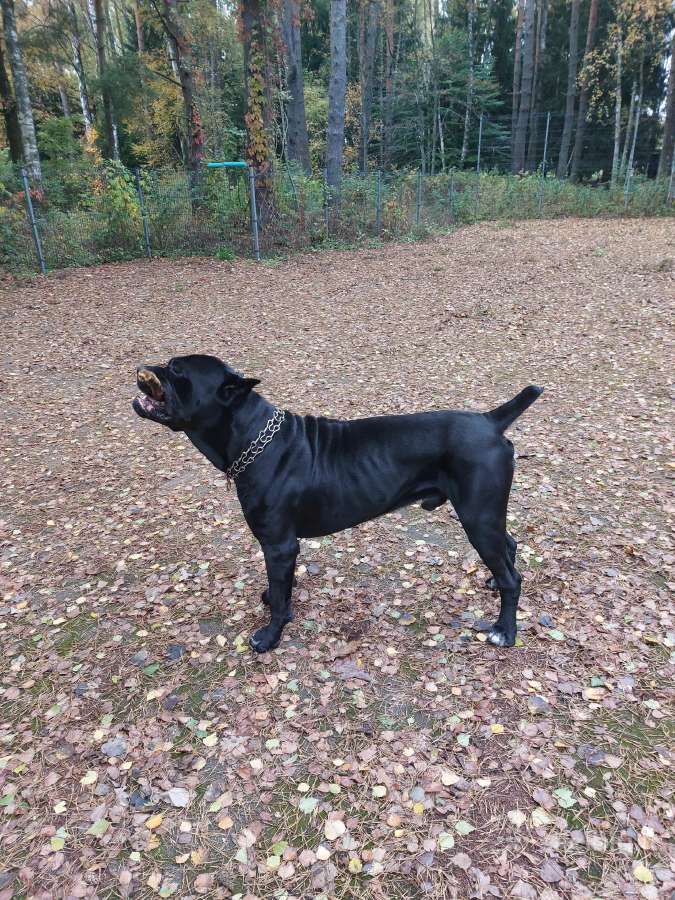 Cane-corso Fci - nuotraukos Nr. 6