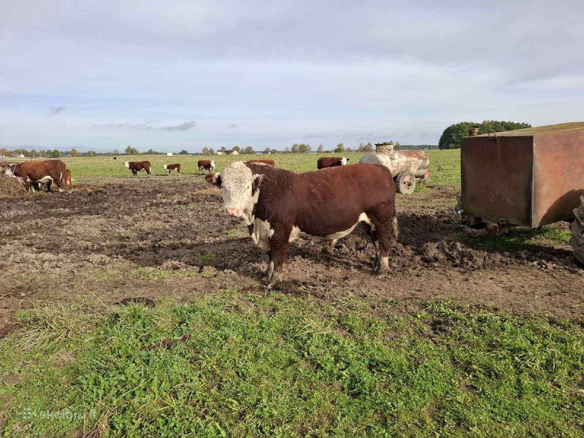 Hereford veislės galvijai - nuotraukos Nr. 6