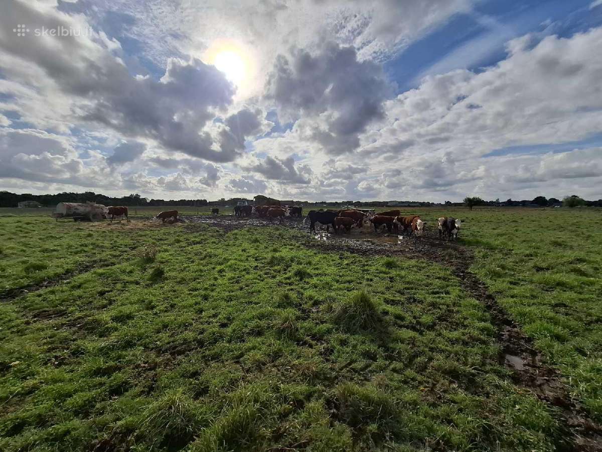 Hereford veislės galvijai - nuotraukos Nr. 7