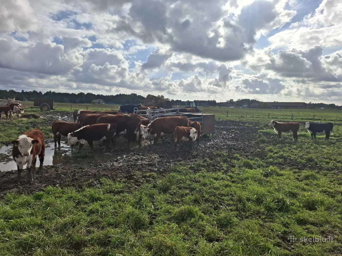 Hereford veislės galvijai - nuotraukos Nr. 8