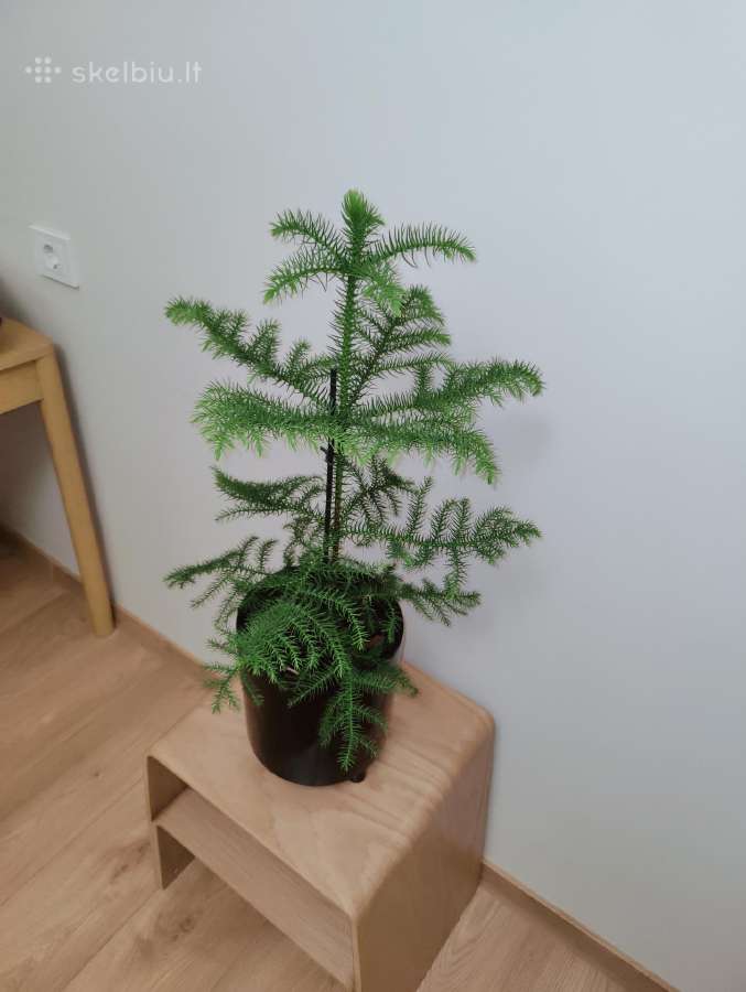 Araucaria - nuotraukos Nr. 2