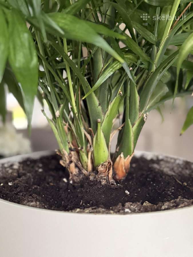 Nuostabi Dipsis Jungle palmė 6 m. - nuotraukos Nr. 2