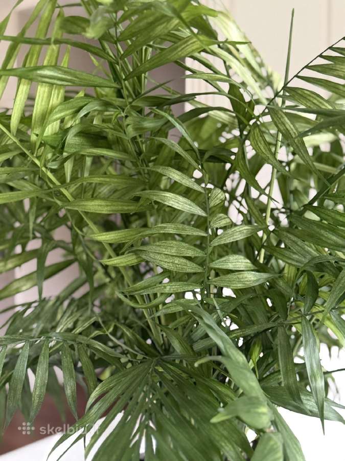 Nuostabi Dipsis Jungle palmė 6 m. - nuotraukos Nr. 3
