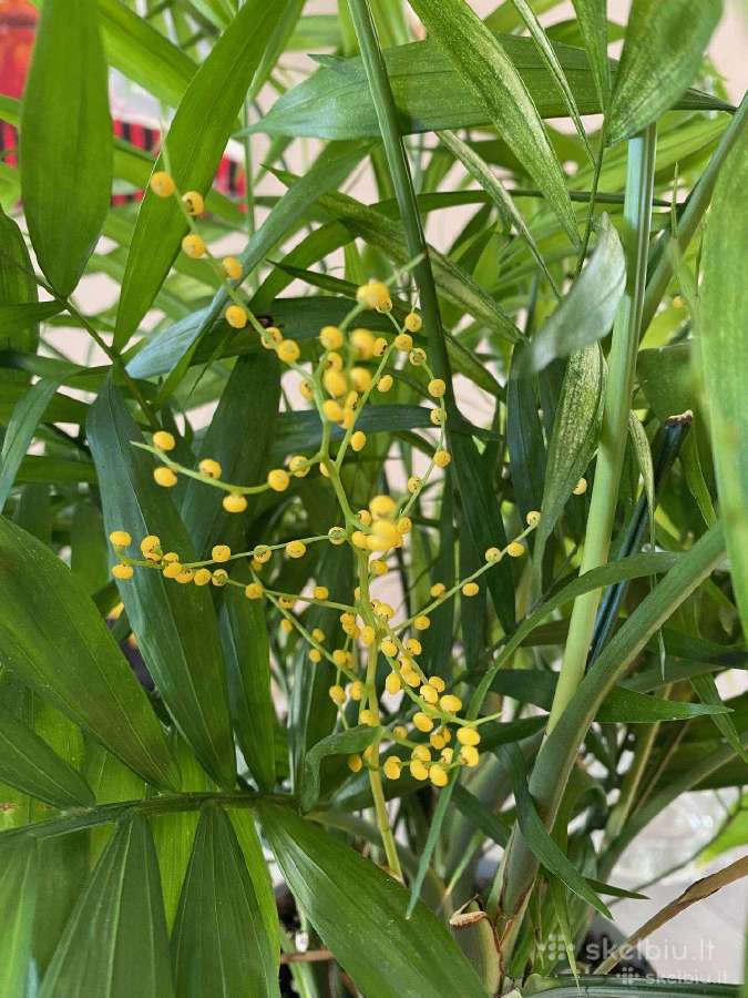 Nuostabi Dipsis Jungle palmė 6 m. - nuotraukos Nr. 7