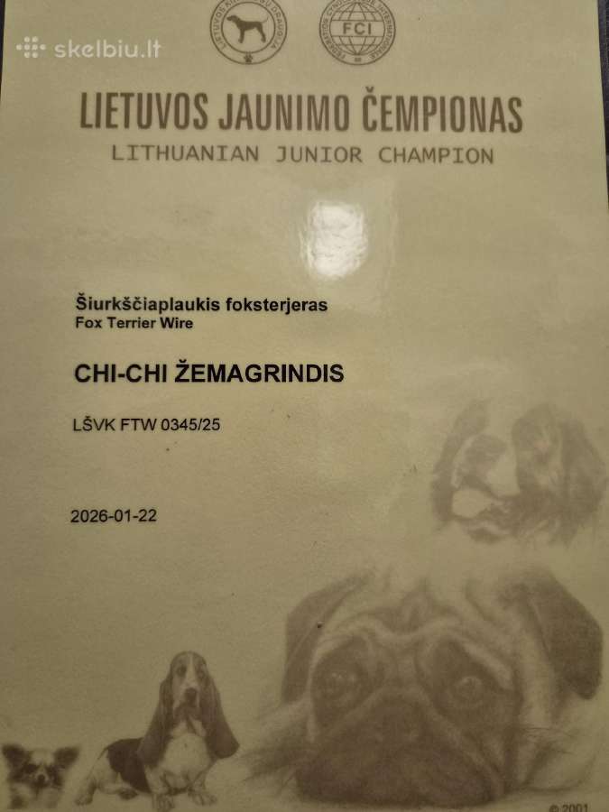 Šiurkščiaplaukiai foksterjerai - nuotraukos Nr. 2