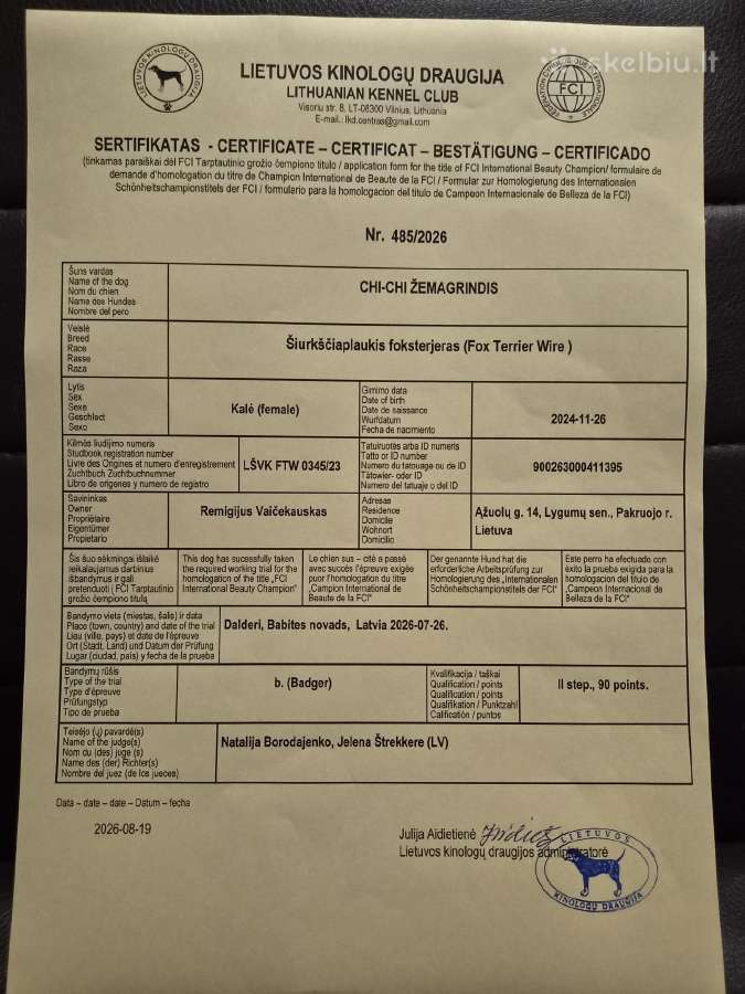 Šiurkščiaplaukiai foksterjerai - nuotraukos Nr. 3