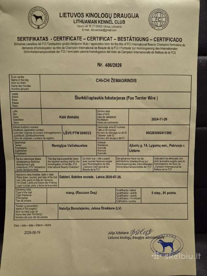 Šiurkščiaplaukiai foksterjerai - nuotraukos Nr. 4
