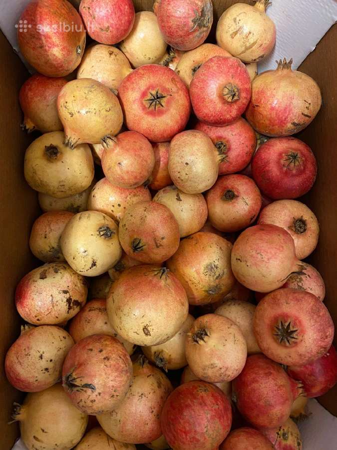 Vaisiai iš Ispanijos alyvuogės tunas didmena - nuotraukos Nr. 20