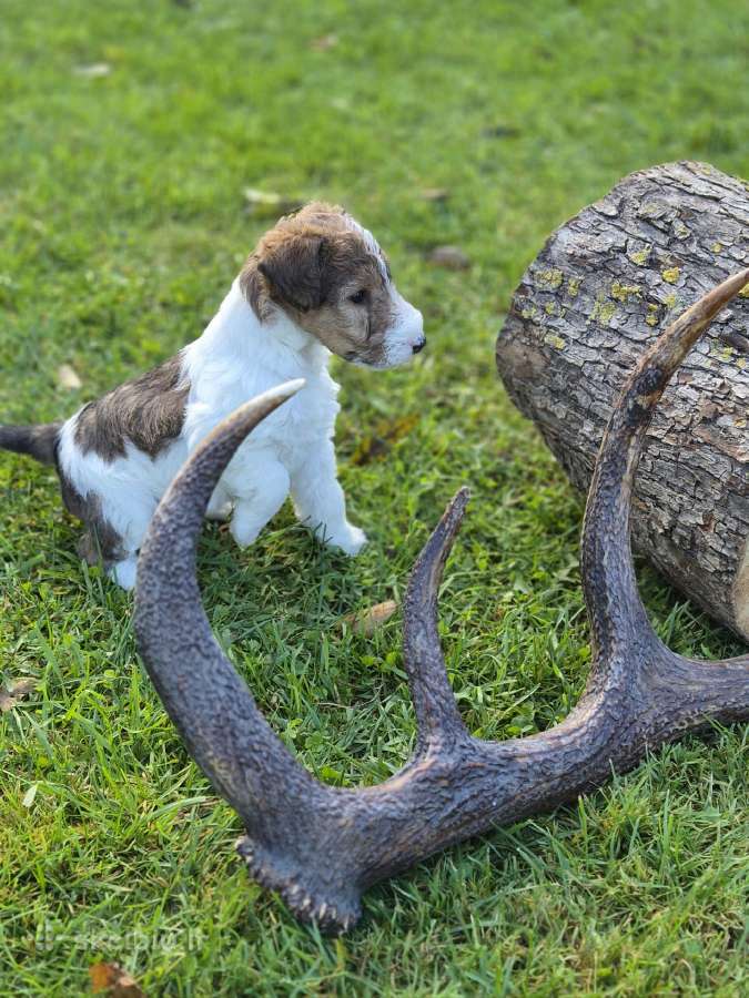 Šiurkščiaplaukiai foksterjerai - nuotraukos Nr. 9