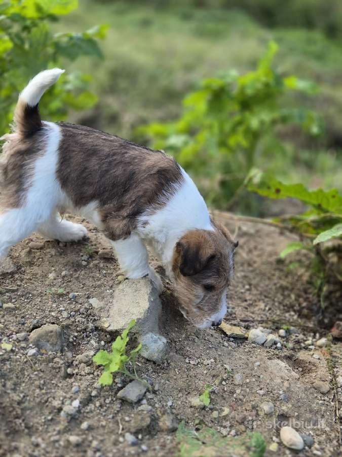 Šiurkščiaplaukiai foksterjerai - nuotraukos Nr. 11