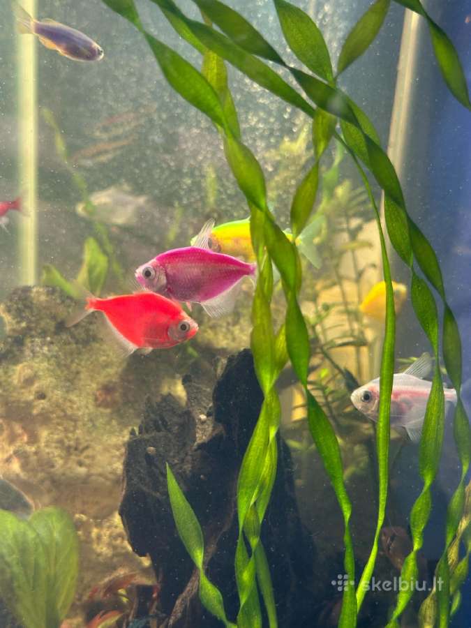 Akvariumo zuvytes ternecijos - nuotraukos Nr. 2
