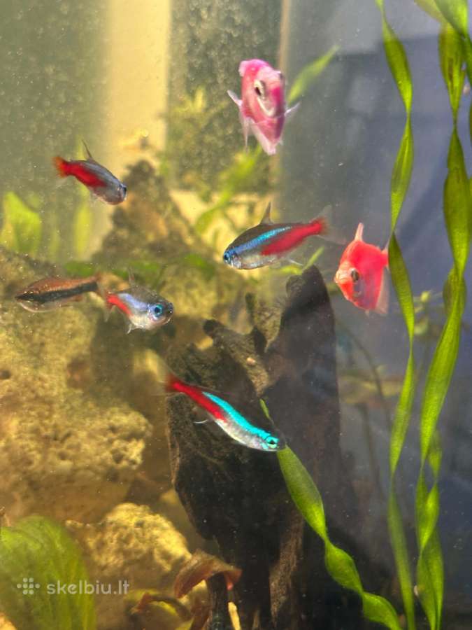 Akvariumo zuvytes ternecijos - nuotraukos Nr. 4