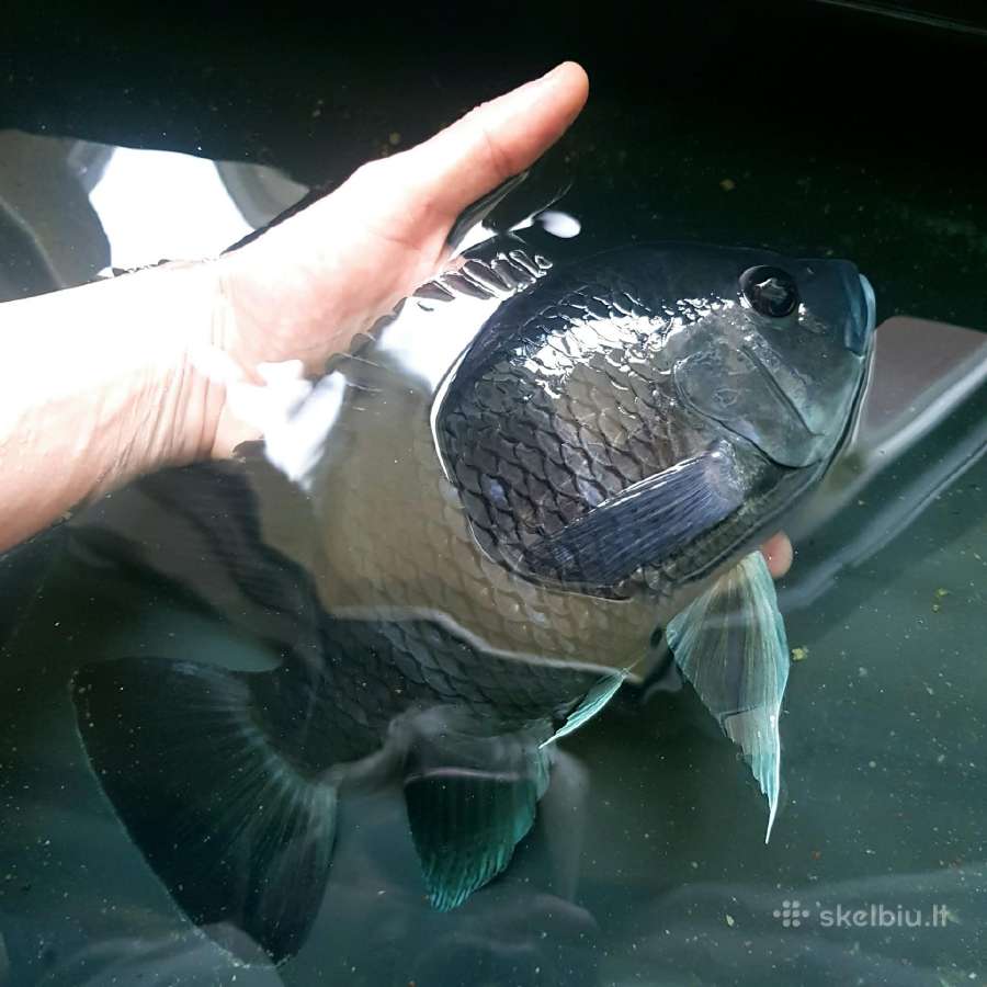 Zebrinė tiliapija (Heterotilapia buttikoferi) - nuotraukos Nr. 2