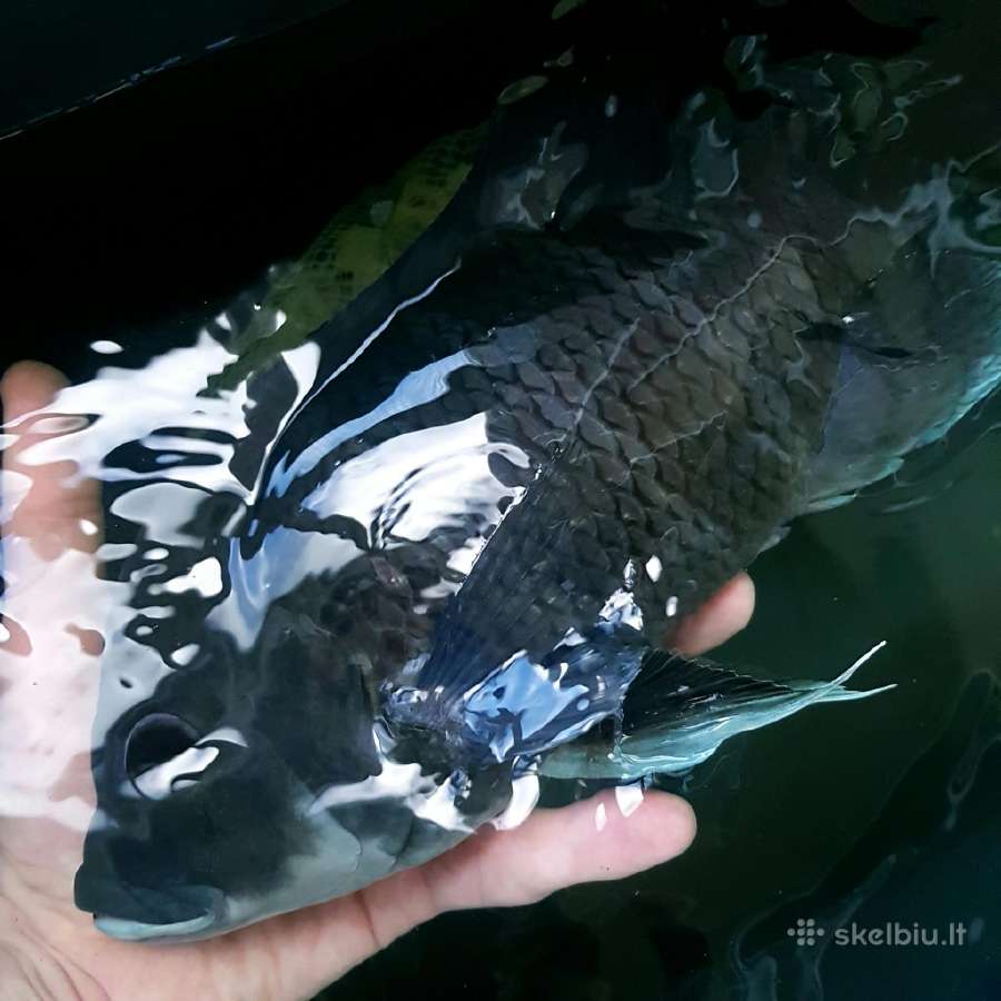 Zebrinė tiliapija (Heterotilapia buttikoferi) - nuotraukos Nr. 3
